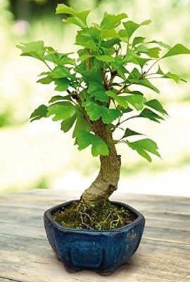 Bonsa-Ginko-Biloba-1-arbre-0