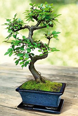 Bonsa-Orme-ChinoisUlmus-parviflora-S-forme-7-ans-1-arbre-0