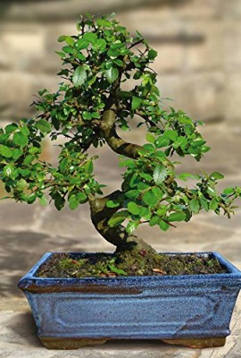 Bonsa-Orme-ChinoisUlmus-parviflora-S-forme-9-ans-1-arbre-0