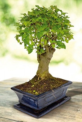 Bonsai-Ligustrum-nitida-Pot-20cm-1-arbre-0