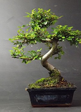 chinois-orme-basique-intrieurextrieur-arbre-bonsa-avec-correspondance-plateau-egouttage-15cm-0-0