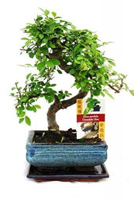 chinois-orme-basique-intrieurextrieur-arbre-bonsa-avec-correspondance-plateau-egouttage-15cm-0