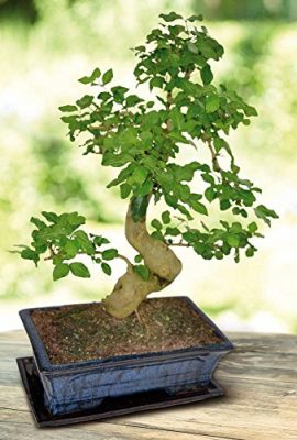 Bonsai-Ligustrum-nitida-S-30cm-pot-1-arbre-0