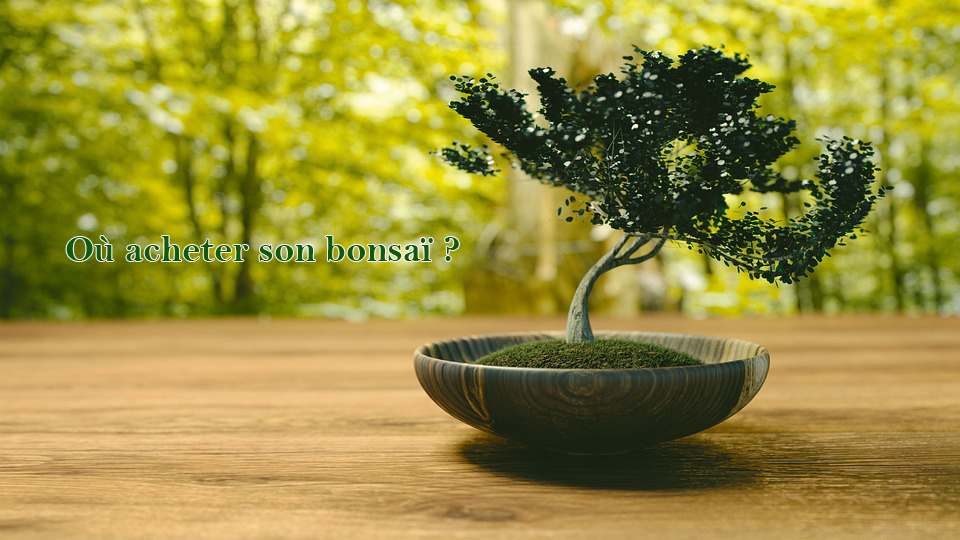Où acheter son bonsai ?