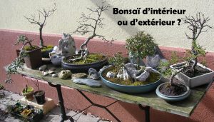 bonsai interieur exterieur